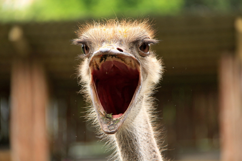 large, outdoors, 5K, staring, animal Neck, one Animal, no people, mouth open, brown, vertebrate, zoo, animal, mouth, looking, strich, human Face, emu