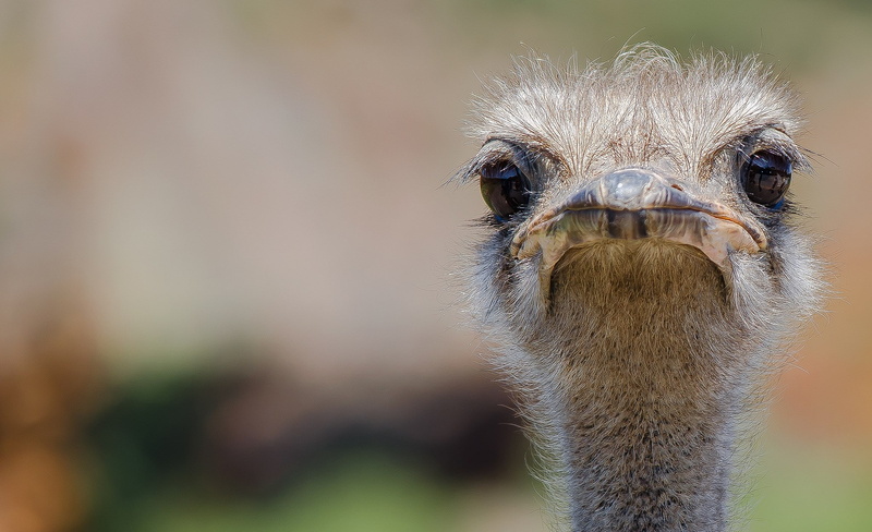 ostrich, 1080P