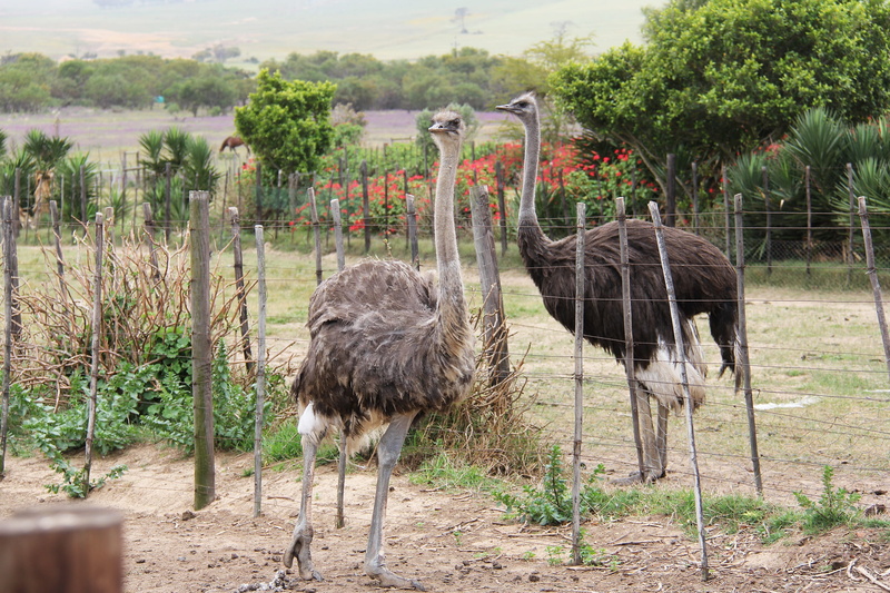 zoo, animal, day, ostrich ranch, zoology, tree, vertebrate, interesting, cape town, animal family, group of animals, Ostrich, nature, no people, animal neck