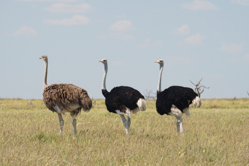 animals in the wild, group of animals, namibia, environment, vertebrate, animal neck, standing, wildlife, grass, field, 5K, plant, land, animal, animal wildlife