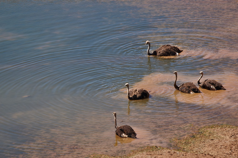 bath, drinking water, animal family, swimming, waterfowl, no people, outdoors, swan, young animal, animal themes, goose, duck, necked, five, bird, 4K
