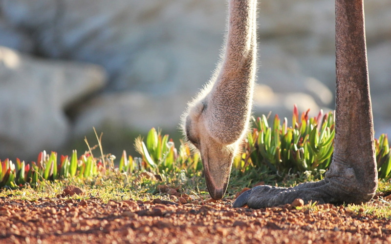 land, field, gray, ostrich, vertebrate, animal wildlife, animals in the wild, focus on foreground, outdoors, one animal, day, plant, growth, 720P, mammal