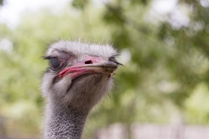 profile view, outdoors, animals, african ostrich, plant, beak, vertebrate, the head of the animal, 2K, day, close-up, bird, mouth open, animal eye, portrait