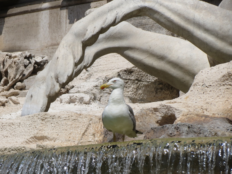 animal themes, white color, trevi fountain, animal, sunlight, italy, trevi, fontana, day, water, no people, one animal, rock, perching, bird, vertebrate