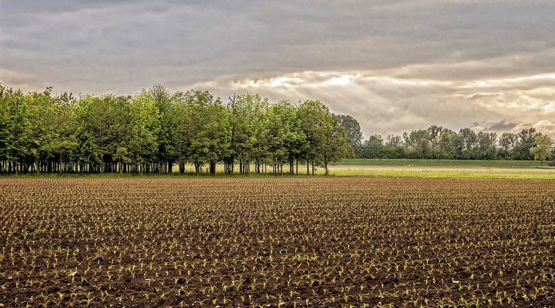 italy, Landscape, sky, day, tree, tranquil scene, tranquility, outdoors, green, rural scene, agriculture, no people, green color, beauty in nature, farm