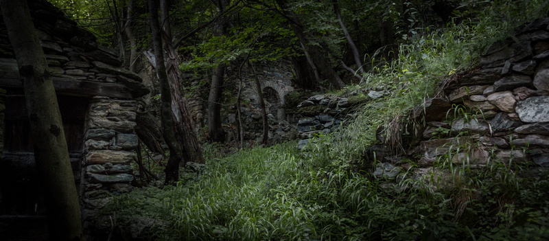 scenics - nature, verwuchert, lonely, field, tree trunk, stone, tree, jungle, green color, plant, hidden, lapsed, growth, outdoors, tranquil scene, overgrown
