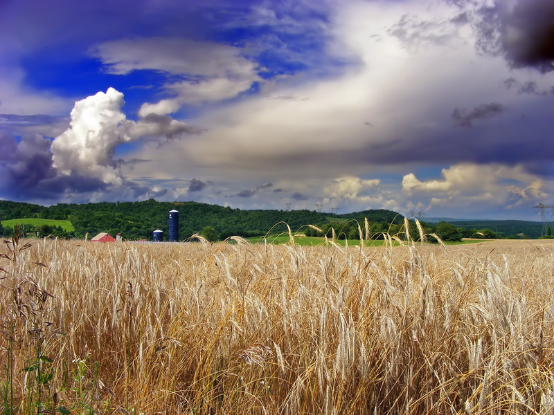 rural, 2K, agriculture, clouds, field, crop, cloudy, farm, wheat, field  farm, Lehigh Valley, Pennsylvania, rural Scene, landscape, outdoors, summer, cloud - Sky