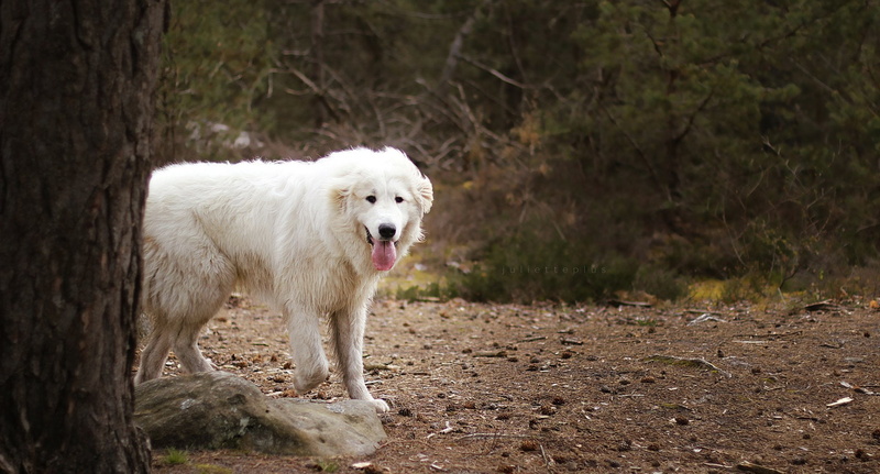 Maremma Sheepdog, Dogs, 1080P, Dog