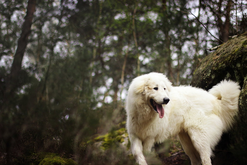 1080P, Dogs, Dog, Maremma Sheepdog, Pet