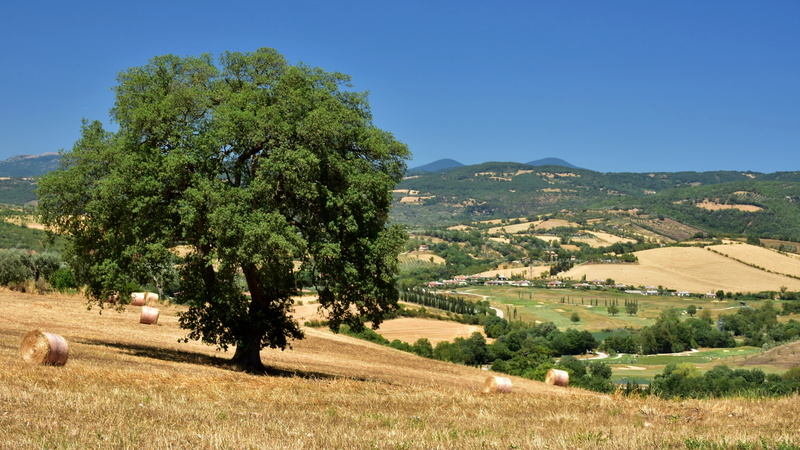 day, plant, rural scene, maremma, italy, tuscany, tranquil scene, outdoors, background, saturnia, horizon, natural, green color, peace, scenics - nature