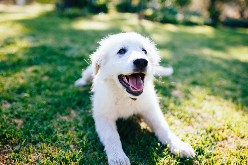 purebred Dog, dog, retriever, Emma, outdoors, happy, canine, 720P, cute, maremma  sheepdog, pets, animal, grass, golden, sun, Golden Retriever, puppy