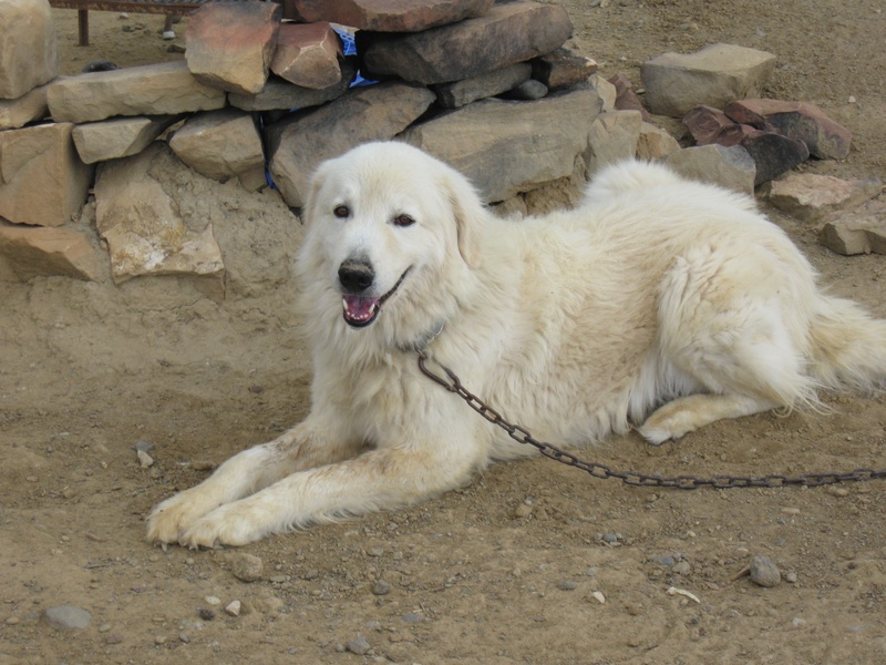 pets, vertebrate, relaxation, animal, puppy, canine, 2K, domestic animals, domestic, mammal, no people, dog, golden retriever, maremma sheepdog, outdoors
