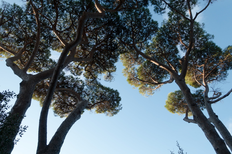 tree trunk, sunny, maremma, tranquility, low angle shot, tree, forest, clear sky, sunlight, low angle view, italy, day, nature, tranquil scene, no people