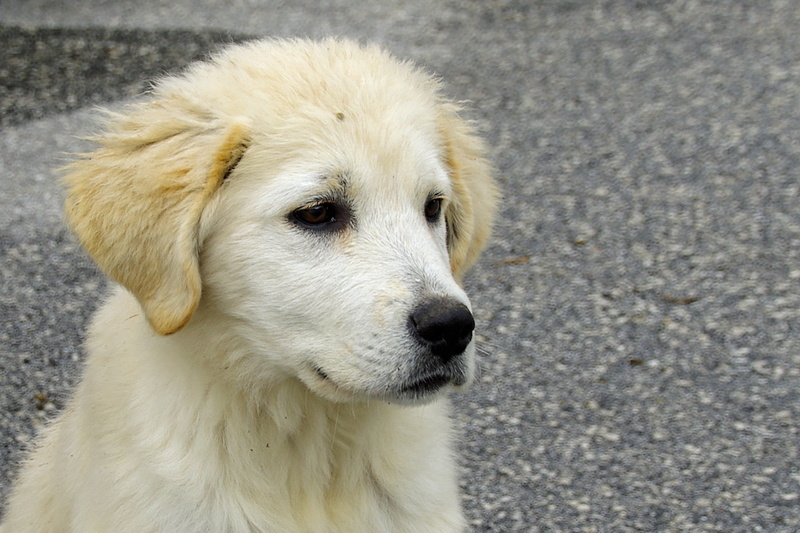 mammal, domestic animals, serenity, Puppy, 2K, animal themes, confidence, retriever, vertebrate, domestic, looking, one animal, Sheepdog, maremma, sheepdog
