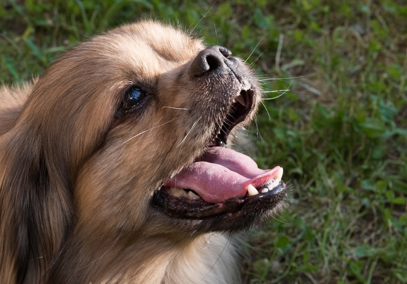 italy, dogs, domestic, animal head, abb, hairy, animal tongue, domestic animals, 1080P, alaskan malamute, animal body part, eyes, grass, canine, animal themes