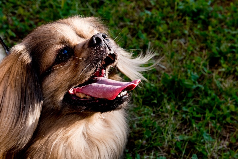 pet, looking, vertebrate, sweet, snuff, hairy, nose, close-up, ears, domestic animals, looking away, small, animal themes, puppy, uma, pinscher, walk, panting