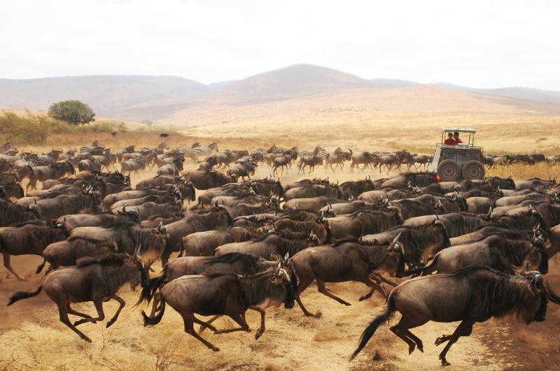animals In The Wild, wildlife, 4K, africa, animal, creative-commons, d300, herd, Stampede, nature, safari Animals, wildebeest, tanzania, painting