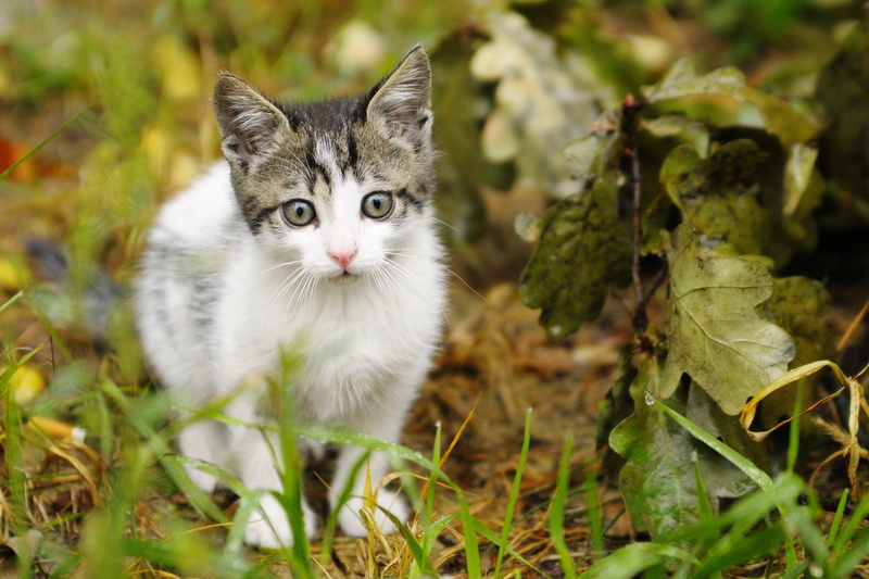 nikon  d300, spacer, kitten, wsf, 2K, cute, mammal, feline, otwock, 75mm, grey, animal, tamron, domestic Animals, looking, nature, field, pets, domestic Cat