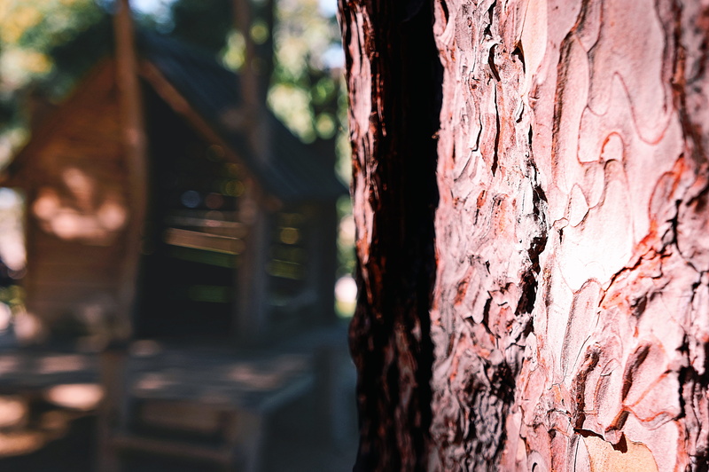 bark, trunk, paris, outdoors, rough, sunlight, nature, plant, tree trunk, growth, built structure, france, weathered, brown, day, pattern, plant bark, close-up