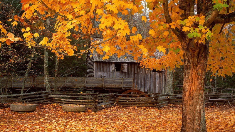 outdoors, tranquil scene, architecture, change, tree, water, land, autumn, forest, nature, wood - material, leaf, plant, beauty in nature, autumn collection