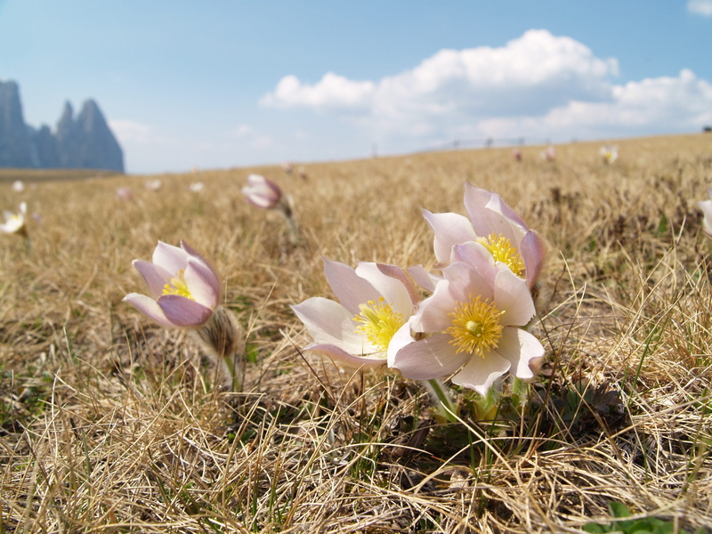seiser alm, growth, day, iris, 2K, crocus, nature, no people, field, focus on foreground, plant, flowers, close-up, cloud - sky, dolomites, vulnerability