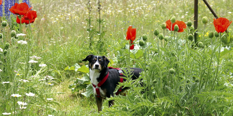growth, nature, mammal, one animal, vertebrate, no people, flower, domestic animals, 4K, land, animal themes, pets, animal, dog, green color, grass, seiser alm