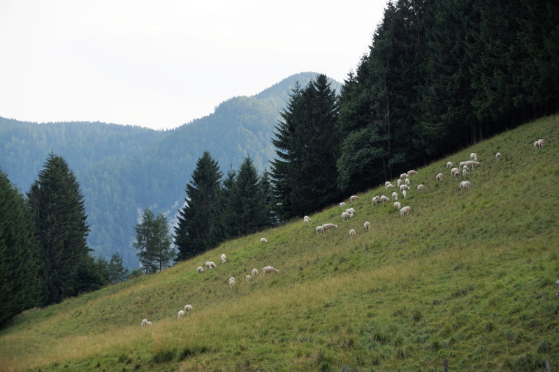 pine woodland, sky, tranquil scene, field, sheep, tree, tranquility, land, mountains, non-urban scene, julian alps, landscape, beauty in nature, grazing