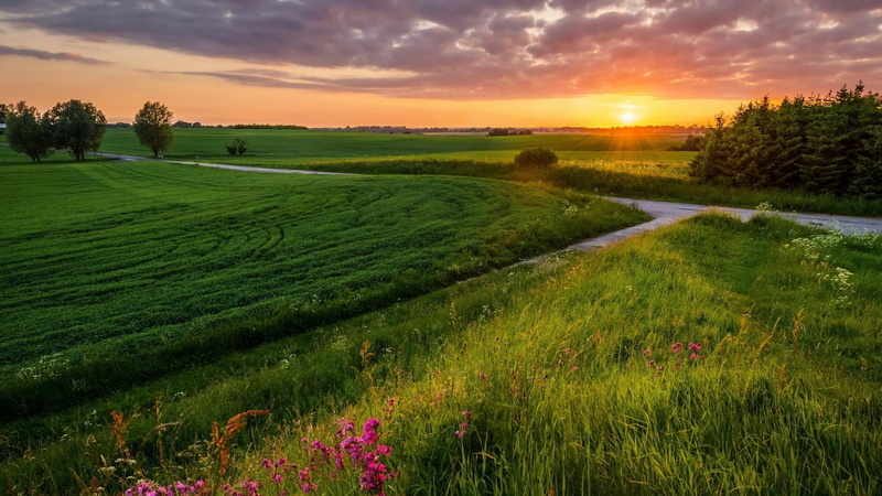 tranquility, pasture, farm, beauty in nature, scenics - nature, landscape, tranquil scene, outdoors, prairie, tree, grassland, wildflower, morning, sky