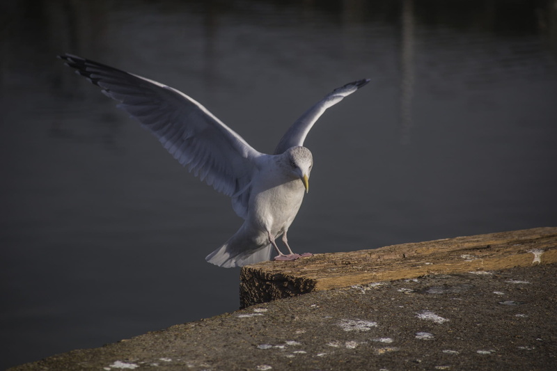 flapping, solid, one animal, animal wing, water, harbour, nature, animal, zoology, animals in the wild, mid-air, lake, focus on foreground, seagull, flying