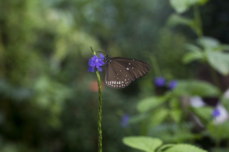 honfleur, vulnerability, butterfly, focus on foreground, outdoors, insect, animals in the wild, animal wing, pollination, animal, 1080P, purple, animal wildlife