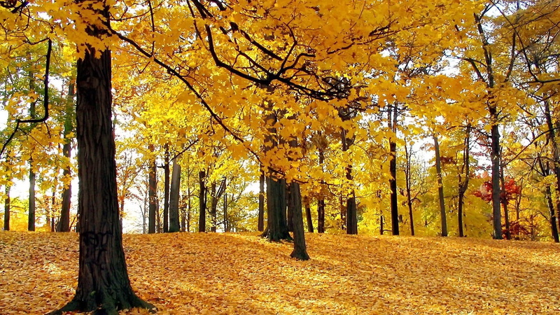 plant, tranquil scene, arboles, tree, outdoors, orange color, growth, woodland, plant part, land, tree trunk, non-urban scene, autumn, yellow, trunk, day