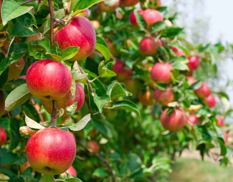 manzanas, 1080P, naturaleza, arbol, frutas, rojas