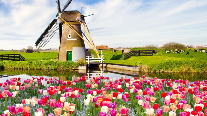 molino, 2K, holanda, primavera, tulipanes