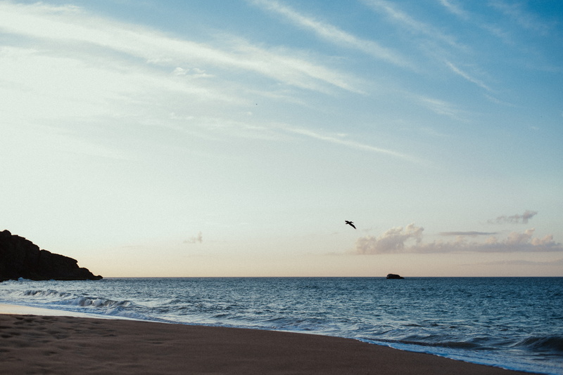 tranquility, tranquil scene, bird, nature, outdoors, land, animal, peace, animal themes, horizon over water, mar, seagull, beach, animal wildlife, beauty in nature