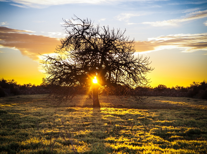 scenics - nature, tranquility, land, landscape, tree, 2470mm, 2013en365, sigma, canon, sunbeam, Spain, orange color, majorca, atardecer, field, environment