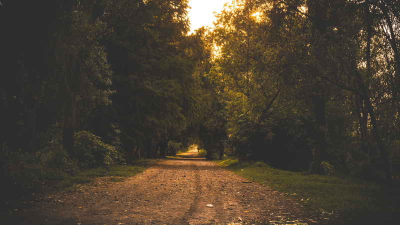 footpath, naturaleza, vanishing point, scenics - nature, growth, road, beauty in nature, no people, diminishing perspective, the way forward, forest, direction