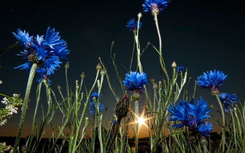 1080P, silvestres, azules, flores, plantas, naturaleza