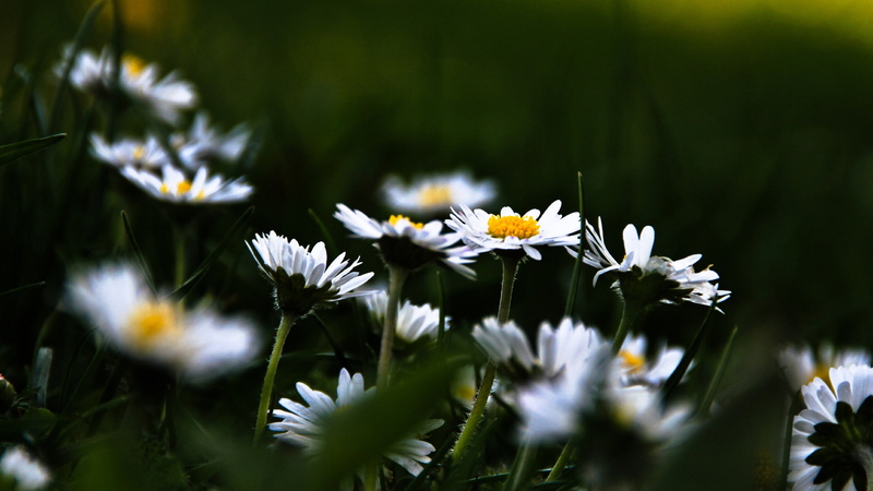 plant, outdoors, day, flores, daisy, nature, flowering plant, flower, margaritas, inflorescence, springtime, 2K, petal, field, fragility, selective focus