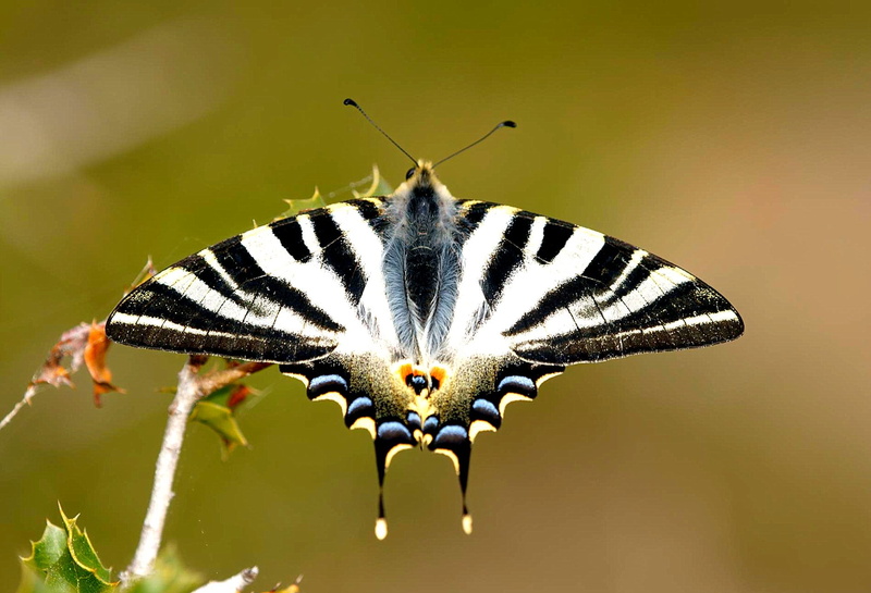 nature, invierno, multi Colored, summer, moth, fragility, butterfly - Insect, Iphiclides podalirius, Scarce Swallowtail, selective, MACRO, black and white