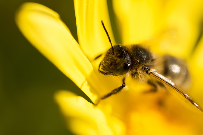 5K, invierno, fotografía, sigma, insects, bee, pollen, de, macro, flower, animal, pollination, close-up, flickr, winter, Mosca, flores, yellow, las, las flores