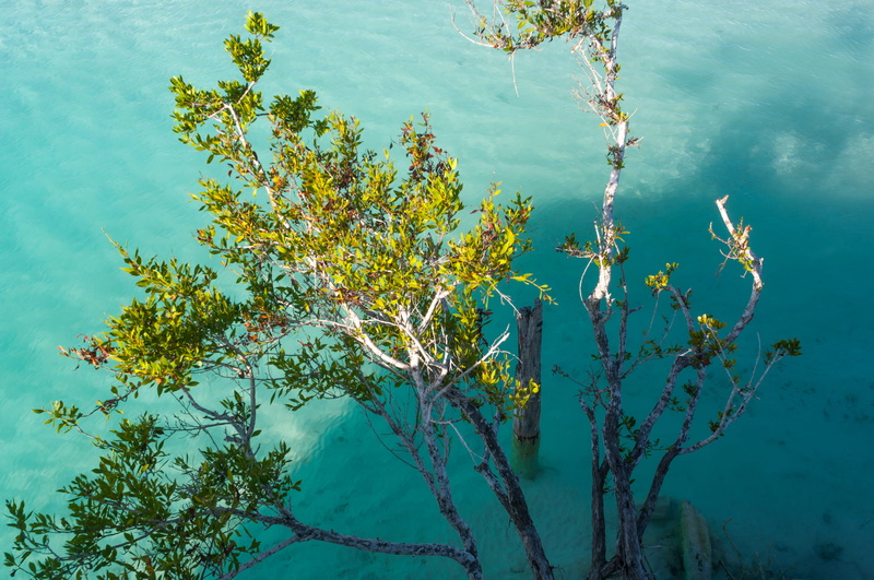 quintana roo, fergomez, plant, plantas, beauty in nature, no people, lake, water, mexico, riviera maya, fer gomez, 4K, outdoors, reflection, high angle view