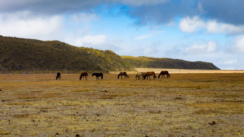 animales, field, domestic, outdoors, animal wildlife, domestic animals, caballos salvajes, animals in the wild, cotopaxi, amarillo, parque nacional, group of animals