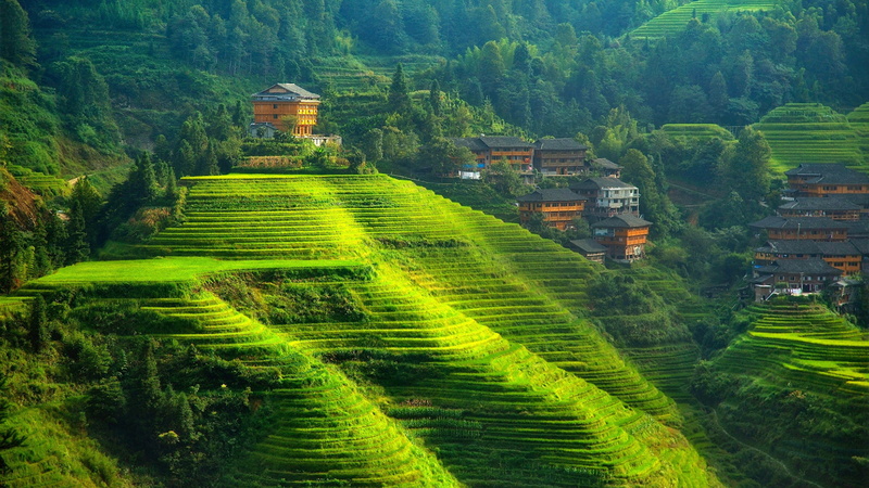 2K, sri, lanka, plantacion, paisaje, campos