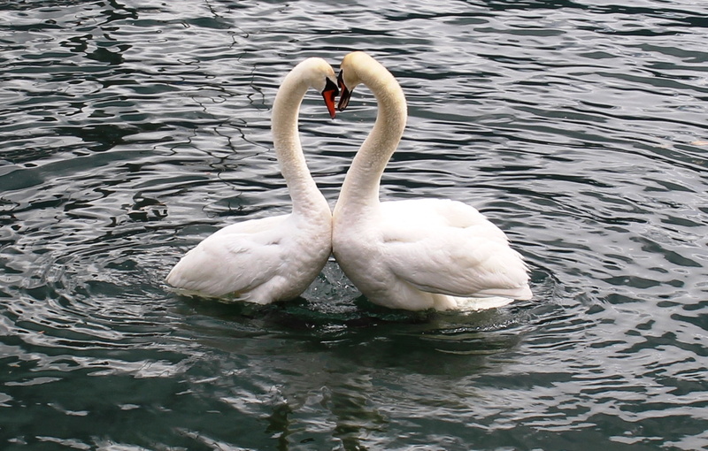 5K, animal themes, animal wildlife, swimming, white, water, swan, body, rippled, romance, togetherness, white color, freshwater bird, vertebrate, swans