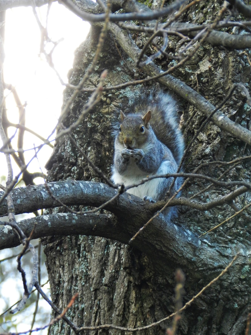 trunk, tierna, plant, animal, low angle view, rondebosch, fury, fall, 2K, cape town, cute, eyes, paws, animal wildlife, tierno, tree, nut, squirrel, south africa