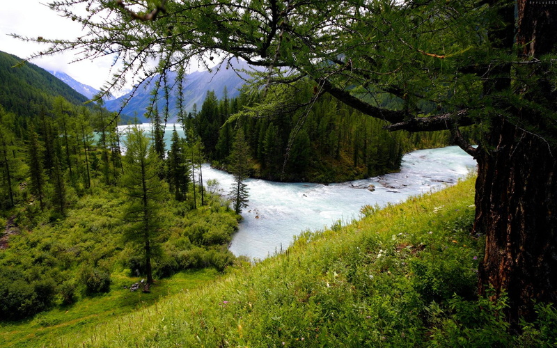 green, forest, mountain, flow, pine, tree, 1080P, river, 3d and abstract