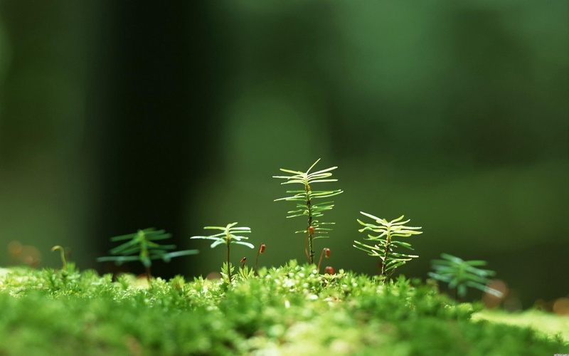 3d and abstract, life, green, trees, 1080P, small, little, tree, grass