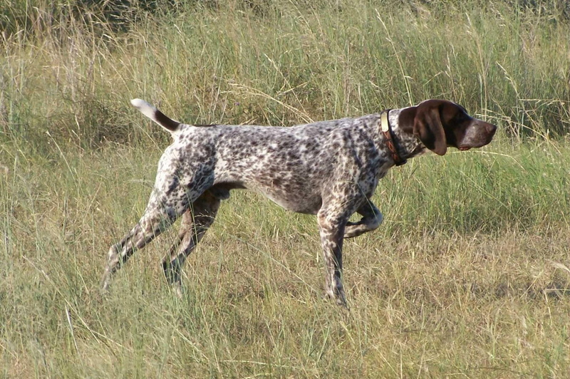 caza, 720P, braco, perro, aleman, animales
