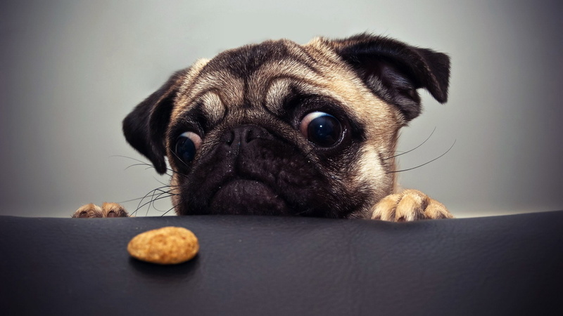 Perro, Galleta, abstracto, humor, 1080P