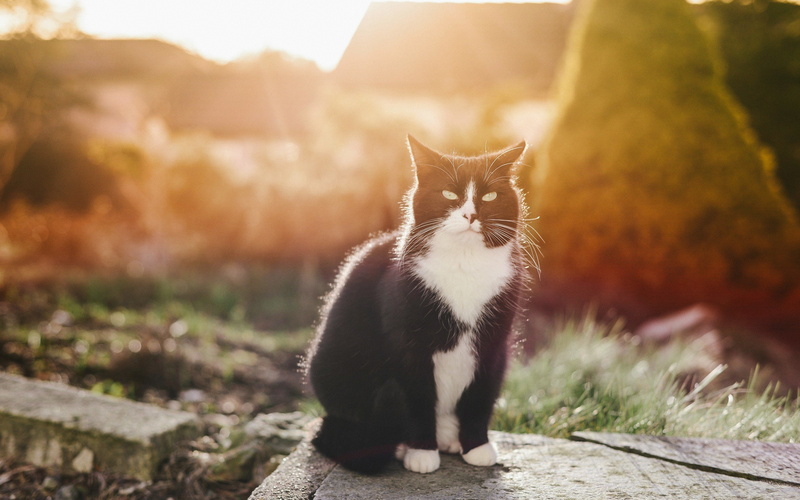 gato, 2K, negro, felino, blanco